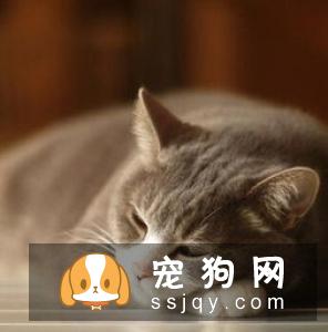 关于宠物疫苗的基本常识 你需要知道