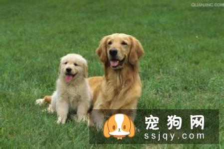 母狗产后如何护理