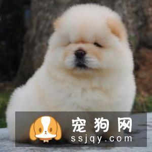 狗狗的皮肤病的处理方式