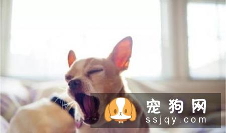 宠物会患抑郁症吗，有什么现状？主人的抑郁对宠物有何影响？