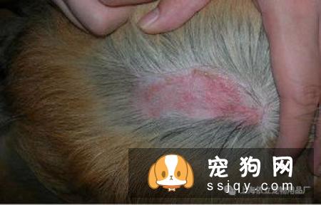 狗狗有哪些常见皮肤病 应该如何预防治疗