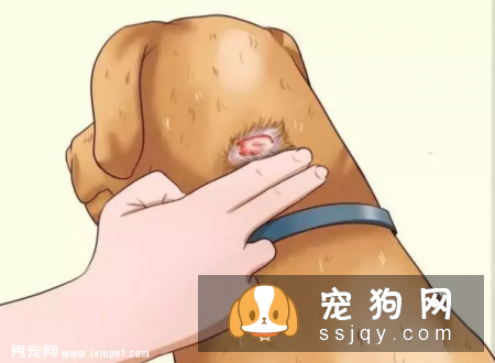 在家就可以给狗狗做的体检大法