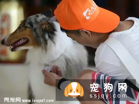 防狗走丢：帮狗狗佩戴宠物防走丢狗牌和掌握这几个应急方法