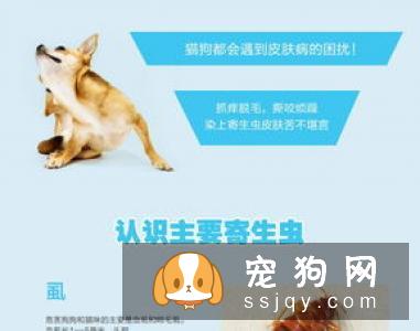狗狗体外驱虫滴剂使用方法和注意事项