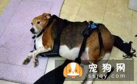 为什么要给母狗做绝育手术