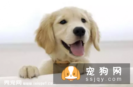 除了带毛孩到宠物医院或诊所定期检查外,主人在日常生活中应当多留意毛孩的身体状