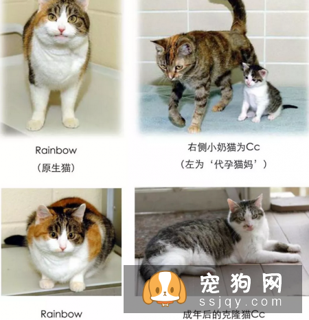 那些无法接受爱宠离世事实的家庭来说,克隆技术只能克隆相同的外型、基因