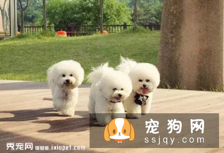 比熊狗粮应该怎么挑选 比熊吃什么狗粮长得好