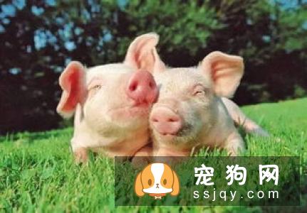 狗狗不能吃猪肉？这个说法是错误的！