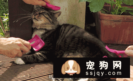 夏天试图让你的宠物凉快一些