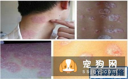 狗患了PTSD有什么症状，应该怎么治疗