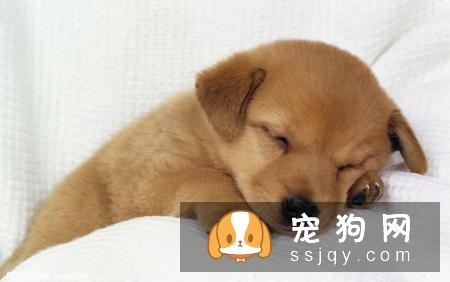 小狗多久断奶比较好，小狗应该怎么断奶?
