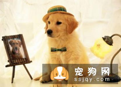 宠物和人一样也会晕车,这与自身体质和心理作用都有一定的关系