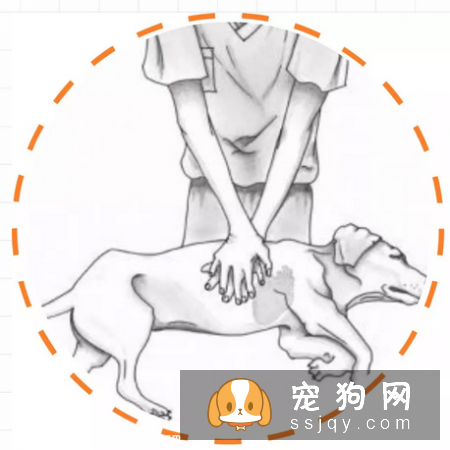 简单的心肺复苏术，在关键时候能救宠物们的命