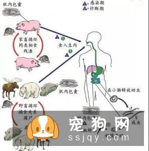 狗狗不能吃猪肉？这个说法是错误的！
