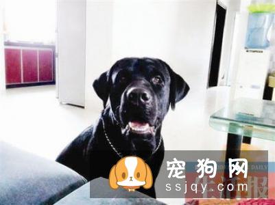 狗狗白内障用什么药，需要做手术吗？