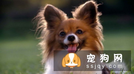 世界十大最忠诚的狗的排名