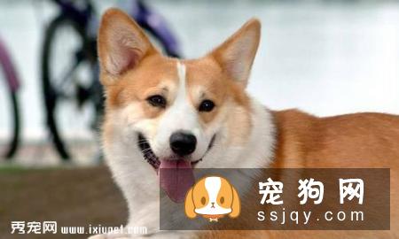 宠物狗生活习性必备基础