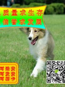 挑选苏格兰牧羊犬需要掌握哪些选购技巧?