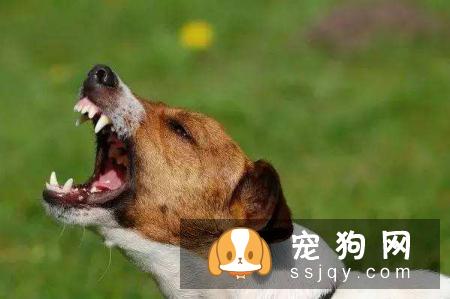 狗狗乱叫怎么办