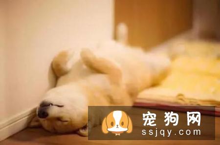 狗狗对主人的态度，从它睡觉的姿势就能看出！