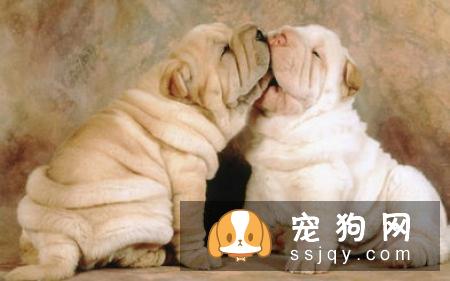 狗狗注射疫苗后，昏迷不醒！