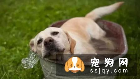 狗狗白内障有什么症状，应该怎么预防