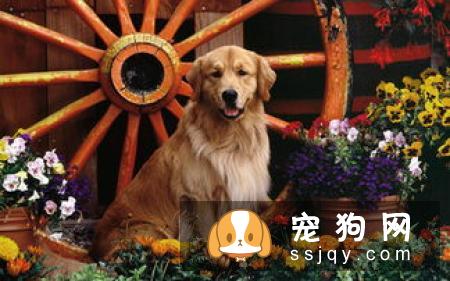 法国斗牛犬的优缺点有哪些 法斗优缺点分析