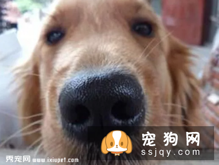 狗狗鼻子干的原因刚睡醒时,鼻子是干的