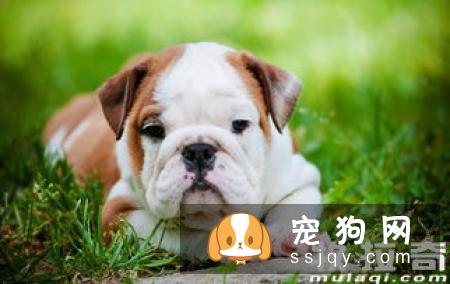 狗狗有哪些常见皮肤病 应该如何预防治疗