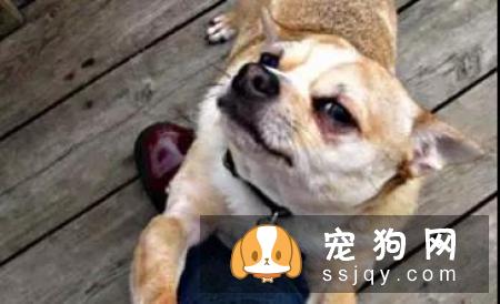养宠物是件大事,主人除了需要做好心理准备和经济准备外,还得知道怎样才能把它健