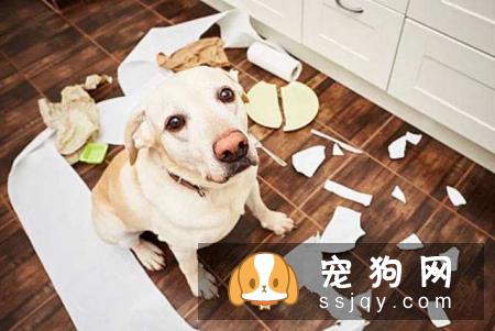 如何纠正狗狗拆家搞破坏