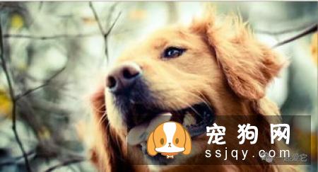 母犬孕期护理知识