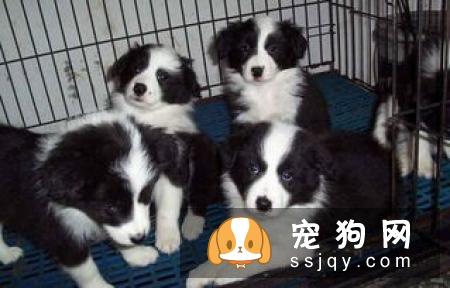 幼犬的狗粮应该怎么挑选