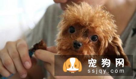 如何判断体外寄生虫?-家居装修问答