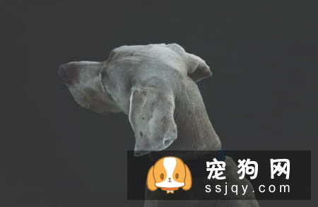 狗患了PTSD有什么症状，应该怎么治疗