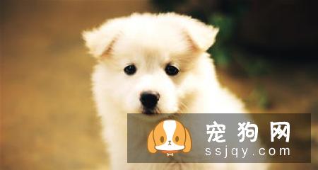 狗狗的泪痕是怎么引起的，应该怎么改善呢