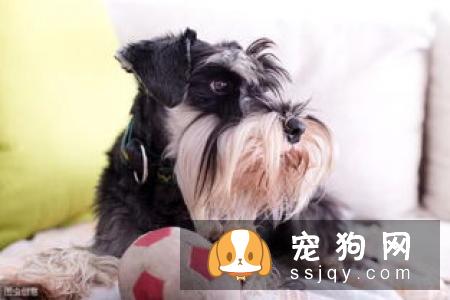 狗狗喜欢打架怎么办