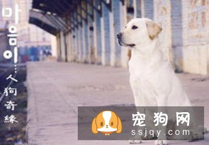 如何给狗狗刷牙