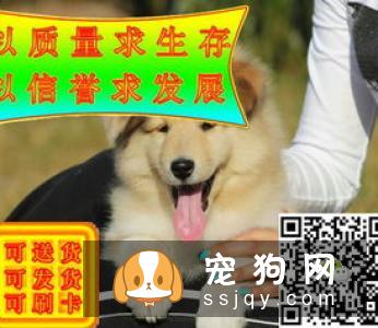 挑选苏格兰牧羊犬需要掌握哪些选购技巧?