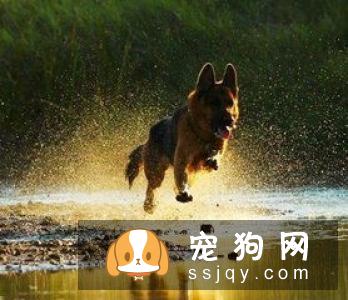 狗狗进入老年期后，腰部疾病需要预防