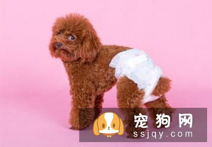 狗狗发情时的症状和注意事项