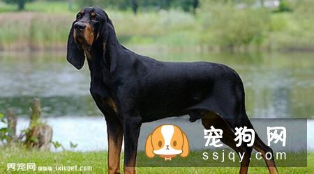 黑褐色猎浣熊犬多少钱一只,好养吗_介绍|图片