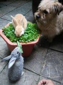金毛犬不吃狗粮，吃剩饭菜可以吗？