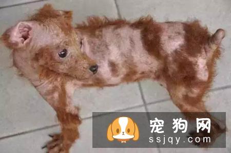 夏季养犬需要注意狗狗这些高发病