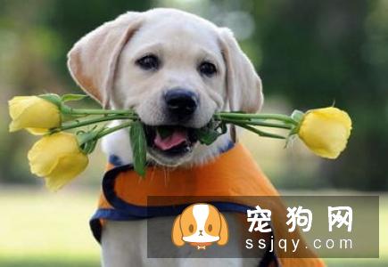 狗狗喜欢咬家具，这些方法可以有效阻止它！