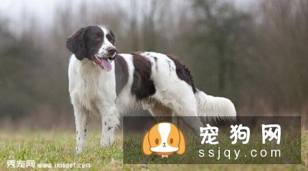 荷兰猎鸟犬的特征及生活习性|饲养|图片