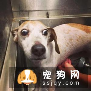 幼犬抵抗力非常弱,洗澡很容易引起呼吸道感染