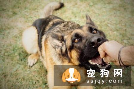 孕妇被宠物咬伤 能不能打狂犬疫苗？