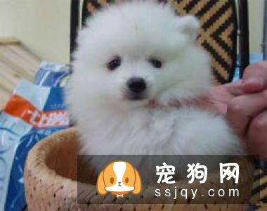 狗狗最容易患上哪些传染病？